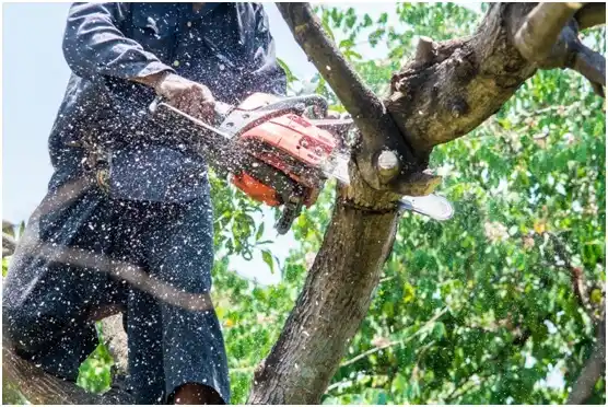 tree services Castle Hills